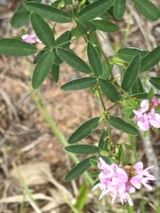 Lespedeza virginica