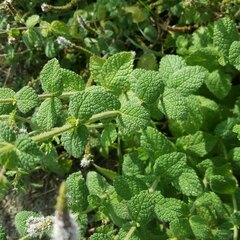 Mentha suaveolens