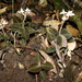 Anoectochilus reinwardtii - Photo 由 eliotmiller 所上傳的 (c) eliotmiller，保留部份權利CC BY-NC