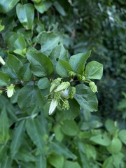 Lycianthes lenta