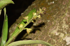 Polystachya sandersonii