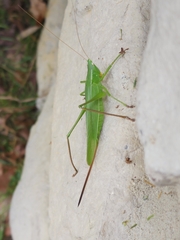 Neoconocephalus retusus