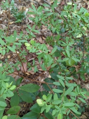 Hypericum hypericoides