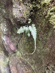 Asplenium pinnatifidum