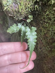 Asplenium pinnatifidum