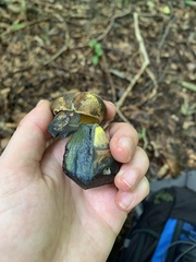 Neoboletus luridiformis