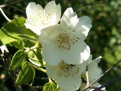 Philadelphus