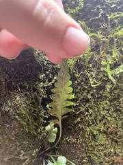 Asplenium pinnatifidum