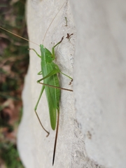 Neoconocephalus retusus