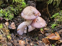 Phlegmacium pseudodaulnoyae