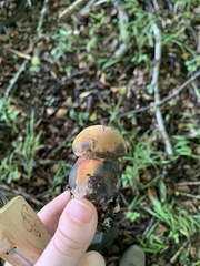 Neoboletus luridiformis