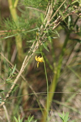 Echeandia flavescens