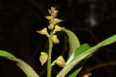 Polystachya sandersonii