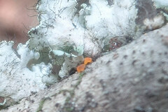 Nectria cinnabarina
