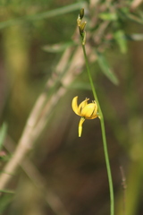 Echeandia flavescens