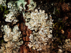 Physconia enteroxantha