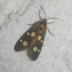 Dysauxes famula