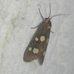 Dysauxes famula