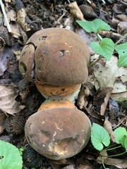Neoboletus luridiformis
