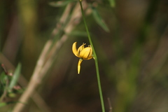 Echeandia flavescens