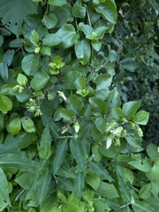Lycianthes lenta