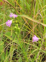 Agalinis aspera