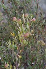 Phylica oleifolia
