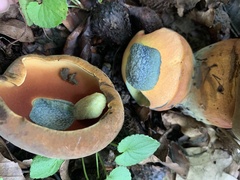 Neoboletus luridiformis