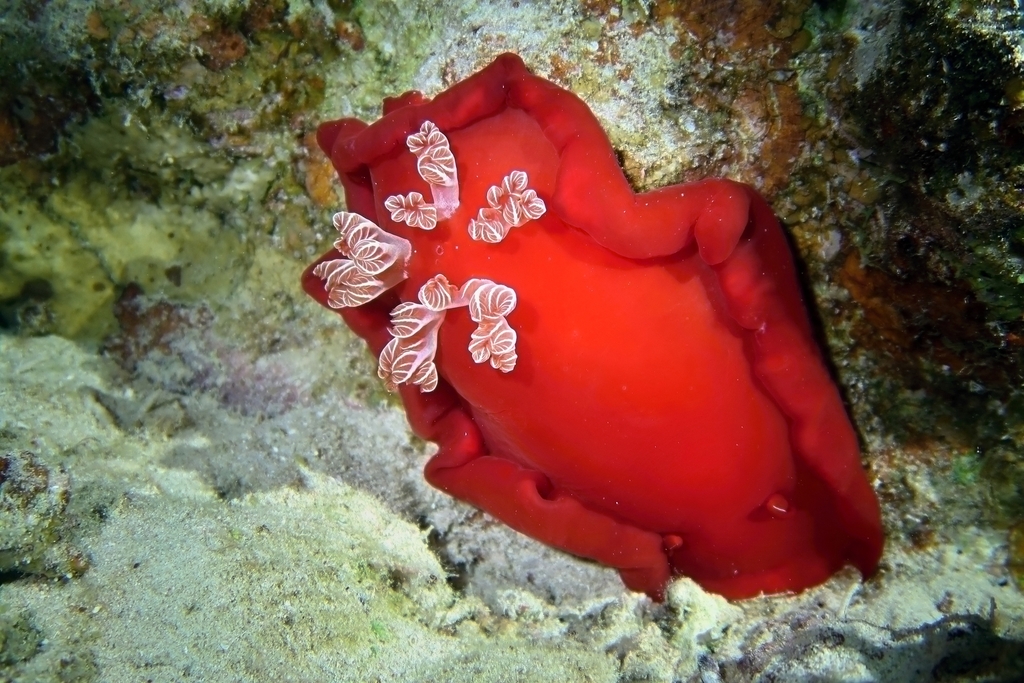 Bloody Spanish Dancer