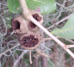 Callirhytis quercusbatatoides