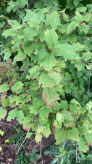 Viburnum opulus