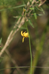 Echeandia flavescens