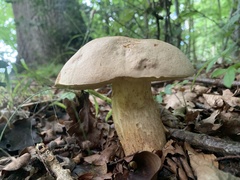 Caloboletus radicans