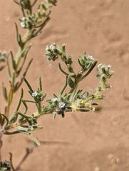 Cryptantha maritima