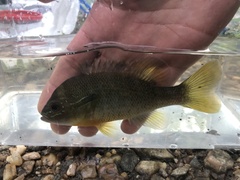 Lepomis auritus