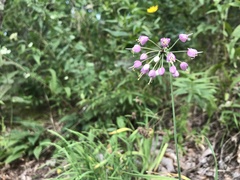 Allium allegheniense