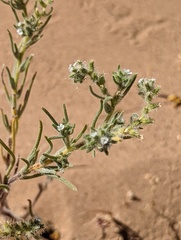 Cryptantha maritima