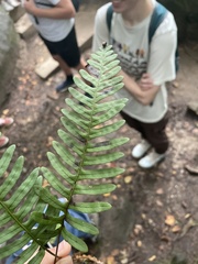 Polypodium appalachianum