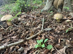 Caloboletus radicans