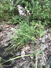 Allium allegheniense