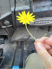 Croptilon divaricatum