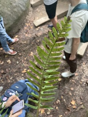 Polypodium appalachianum