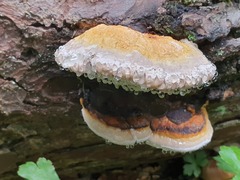 Fomitopsis pinicola