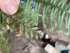 Polypodium appalachianum