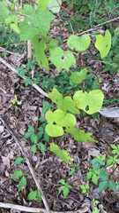 Menispermum canadense