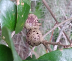 Callirhytis quercusbatatoides