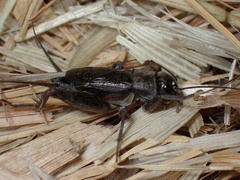 Eumodicogryllus bordigalensis
