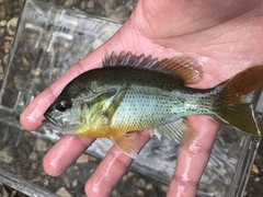 Lepomis auritus