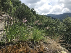 Allium allegheniense