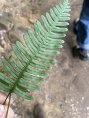 Polypodium virginianum